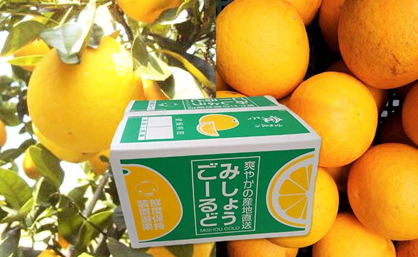 愛媛県産「河内晩柑（みしょうゴールド）」5kg