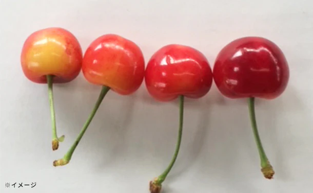 「佐藤錦お徳用バラ詰」1kg - Image 2