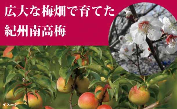 「紀州南高梅 無選別つぶれ梅 しそ梅」400g - Image 3
