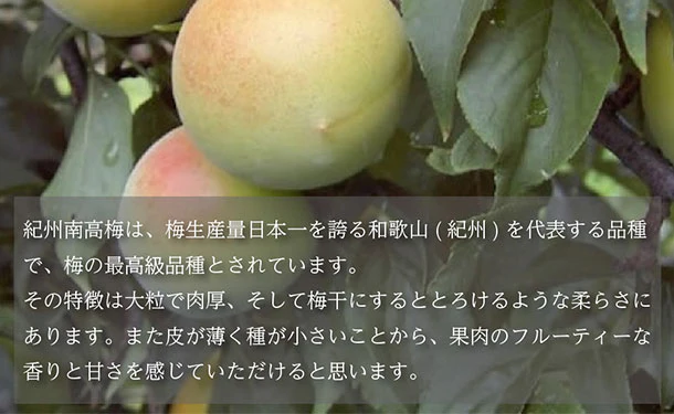 「紀州南高梅 つぶれ梅 Lサイズ はちみつ味(塩分7%)」400g - Image 8