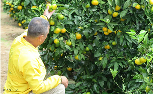 愛媛県産「訳あり 極早生みかん(2S-L)」10kg - Image 5