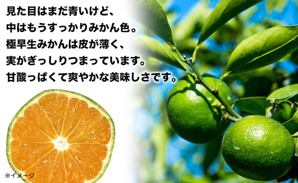 愛媛県産「秀品 極早生みかん(2S-S)」5kg - Image 3