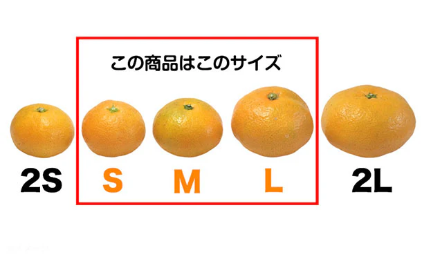 愛媛県産「訳あり 愛媛みかん（S-L）」5kg - Image 5