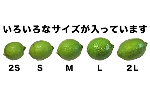 愛媛県産「訳あり レモン(2S-2L)」5kg - Image 3