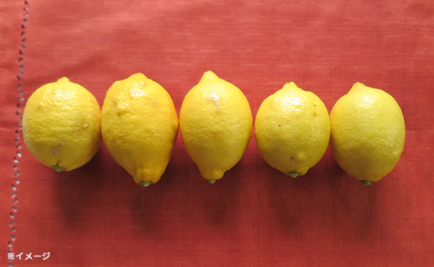愛媛県産「訳あり レモン(2S-2L)」5kg - Image 4