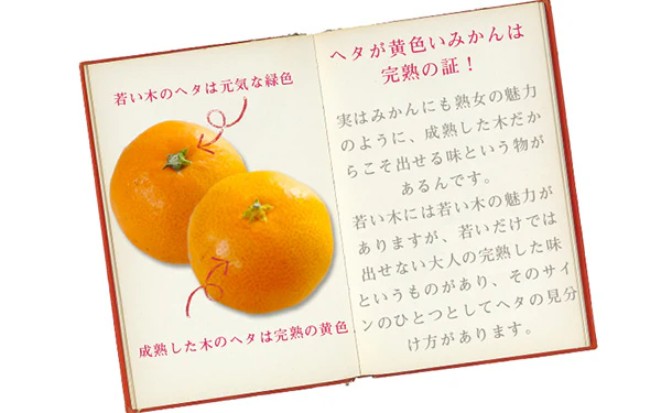 愛媛県産「吉田みかん」5kg - Image 3