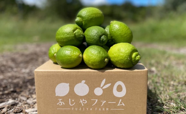 大崎上島産「雹被害の訳ありレモン(農薬:栽培期間中不使用)」2kg(15個程度) - Image 3