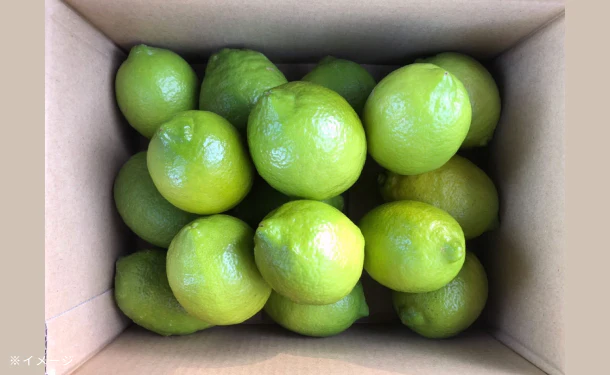 大崎上島産「雹被害の訳ありレモン(農薬:栽培期間中不使用)」2kg(15個程度) - Image 4