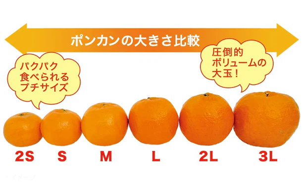 愛媛県産「訳ありポンカン（M-2L）」約3kg - Image 3