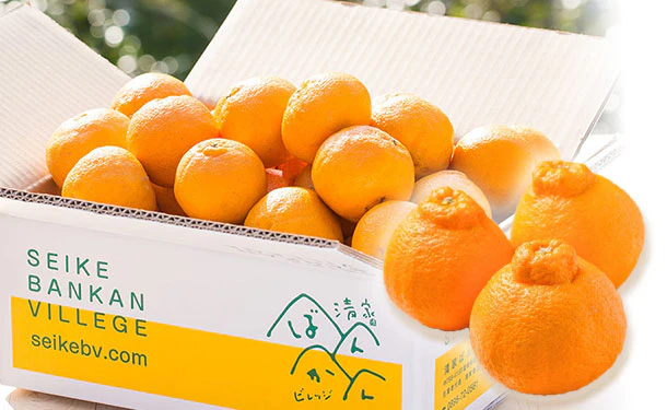 愛媛県産「訳あり 不知火（デコポン）」約3kg