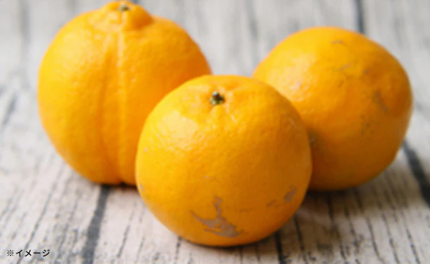 「みかんお味見セット（梅）ポンカン・土佐文旦・伊予柑等の3種入り」10kg - Image 5