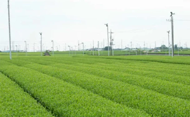 「狭山茶銘茶詰合せ 特上煎茶」80g - Image 4
