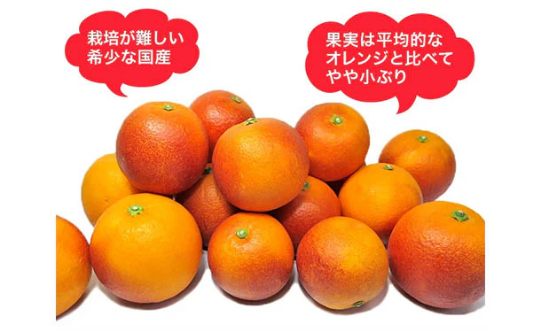 愛媛県産「訳ありブラッドオレンジ（2S-3L）」10kg - Image 3
