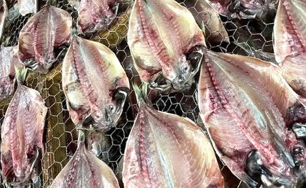 沼津産「鯵ひもの」2尾入