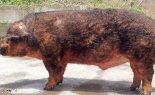 静岡県産「幻の赤豚(デュロック種)小間肉」計1kg - Image 4