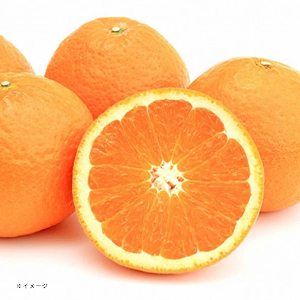 和歌山県産「訳あり 濃厚清見オレンジ」4.5kg