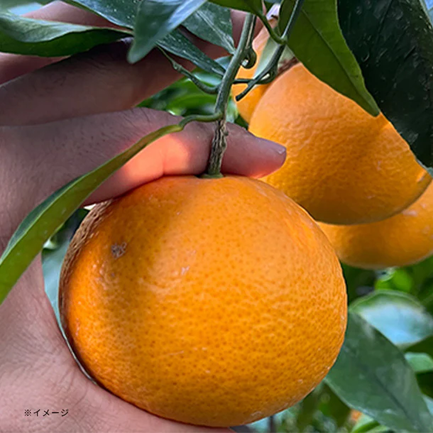 和歌山県産「訳あり 濃厚清見オレンジ」4.5kg - Image 2