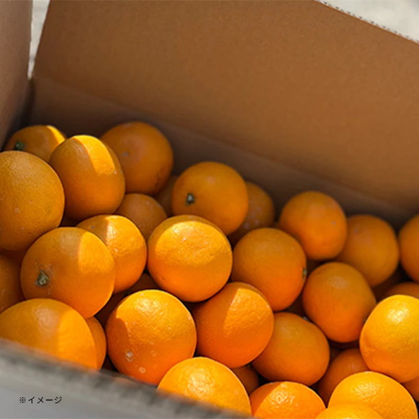 和歌山県産「小粒濃厚清見オレンジ」5kg