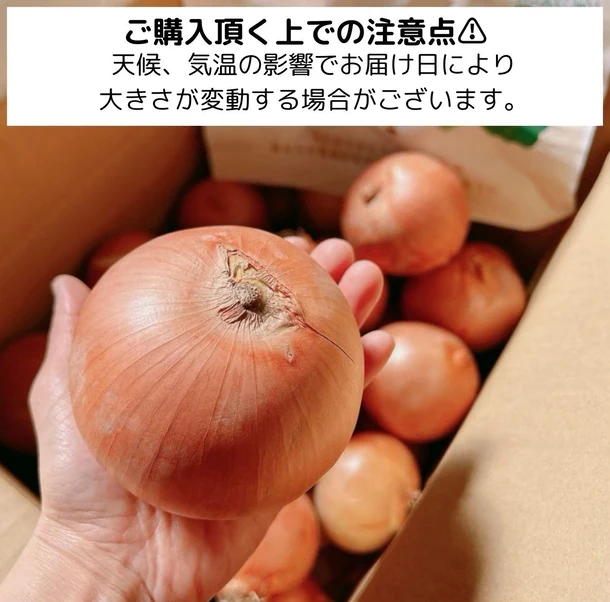 【Kuradashiオリジナル】市場直送!つやつや玉ねぎ 約10kg - Image 5