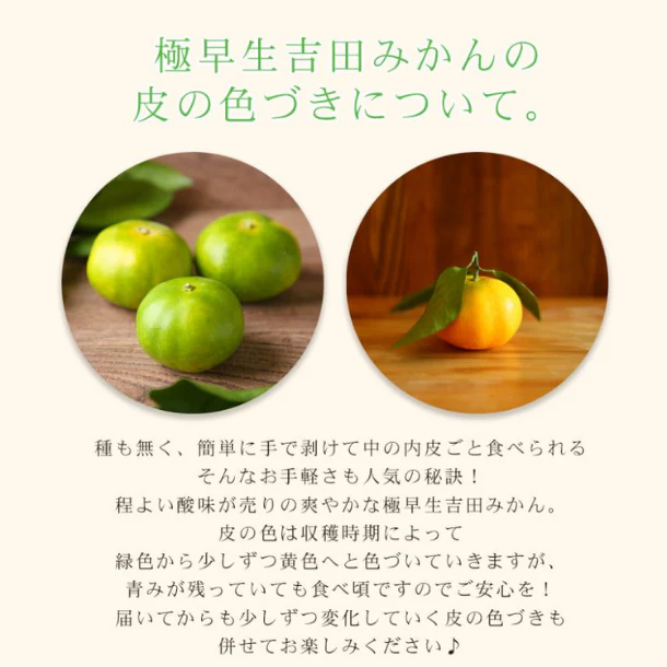 愛媛県産「極早生吉田みかん(中玉)」7kg - Image 4