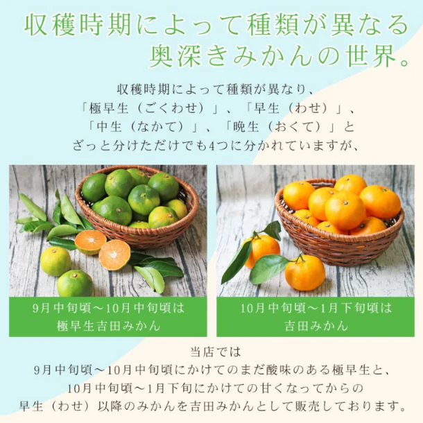 愛媛県産「極早生吉田みかん(中玉)」7kg - Image 5
