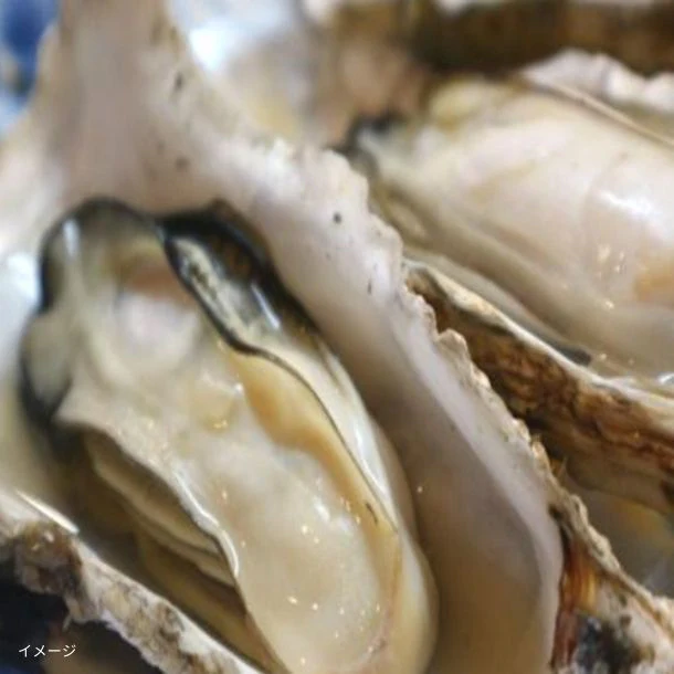 広島県産「殻付き 生牡蛎 Mサイズ 加熱用」約3kg(約30~35個)