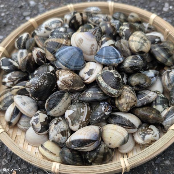 木更津産「砂抜き済みアサリ」2kg