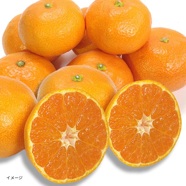 「訳あり 愛媛みかん」15kg