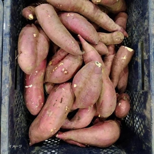「島津甘藷(紅はるか)規格外品 さつまいも」4kg