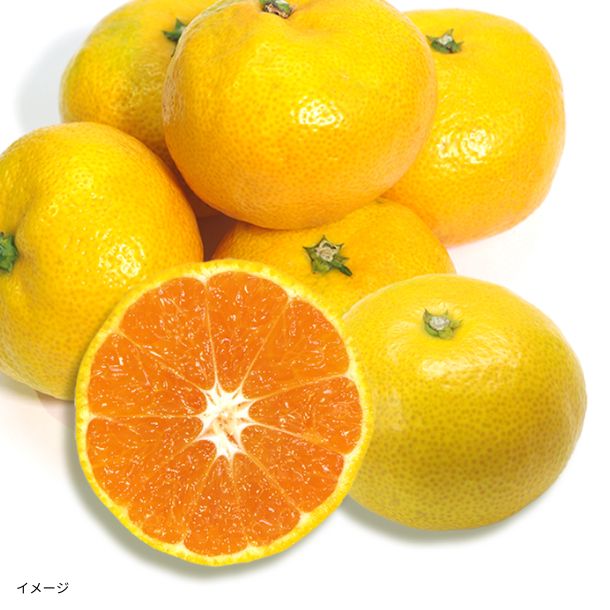 愛媛県産「訳あり 早生みかん」10kg