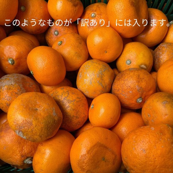 愛媛県産「訳あり せとか」5kg - Image 2
