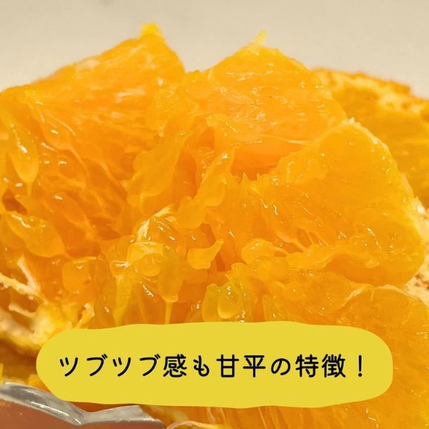 愛媛県産「訳あり 甘平」3kg - Image 2