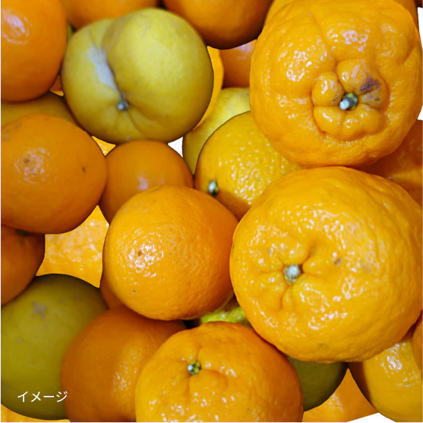 愛媛県産「訳あり 柑橘詰め合わせ」10kg