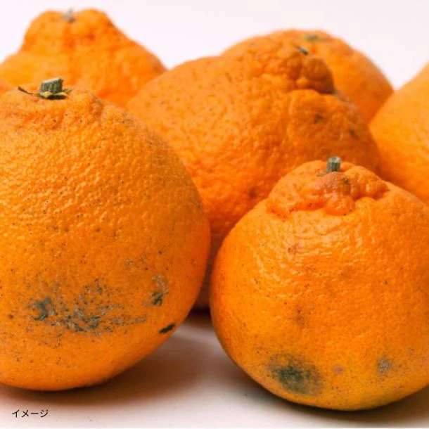 和歌山県産「訳あり不知火 キズあり・サイズ混合」5kg - Image 2