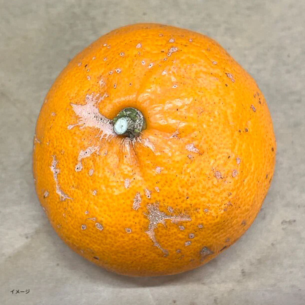 愛媛県産「訳あり せとか」2kg - Image 2