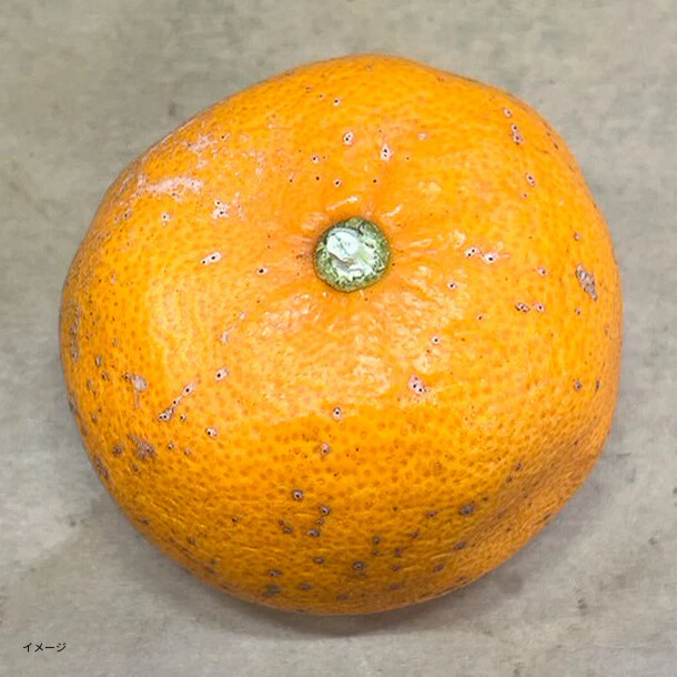 愛媛県産「訳あり せとか」2kg - Image 3