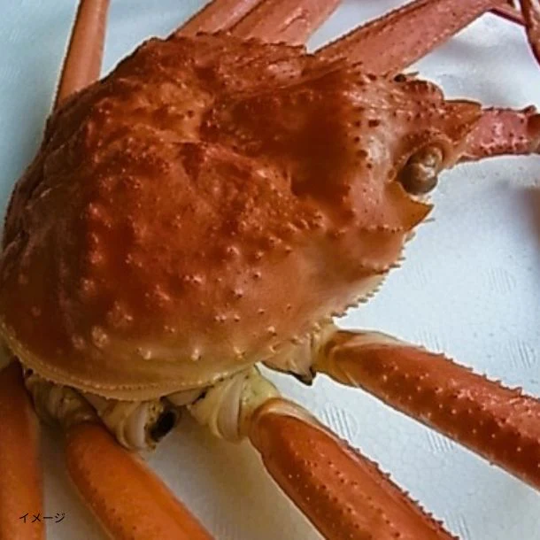 佐渡産「訳あり ズワイガニ 3杯」1.2kg