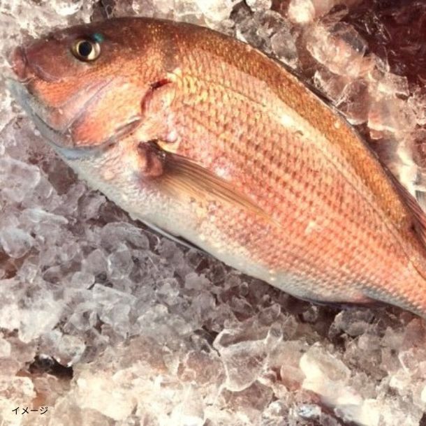 高知県産「訳あり 真鯛」12kg - Image 2
