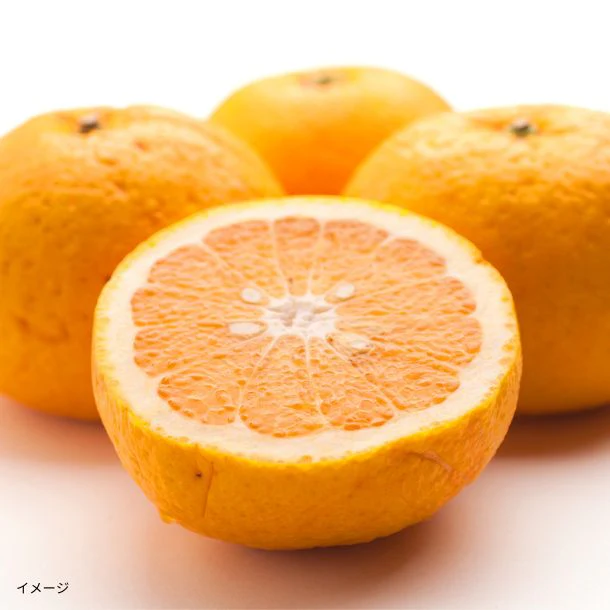 和歌山県産「訳あり 甘夏みかん キズあり・サイズ混合」5kg