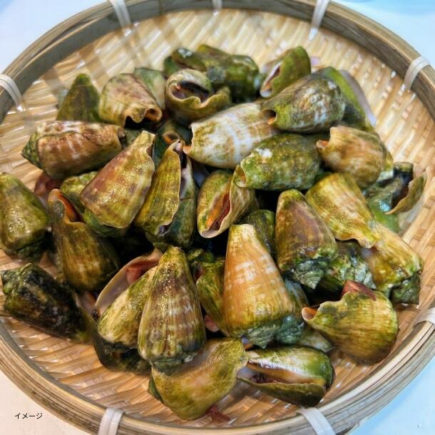 「チャンバラ貝」1kg