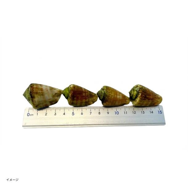 「チャンバラ貝」1kg - Image 5