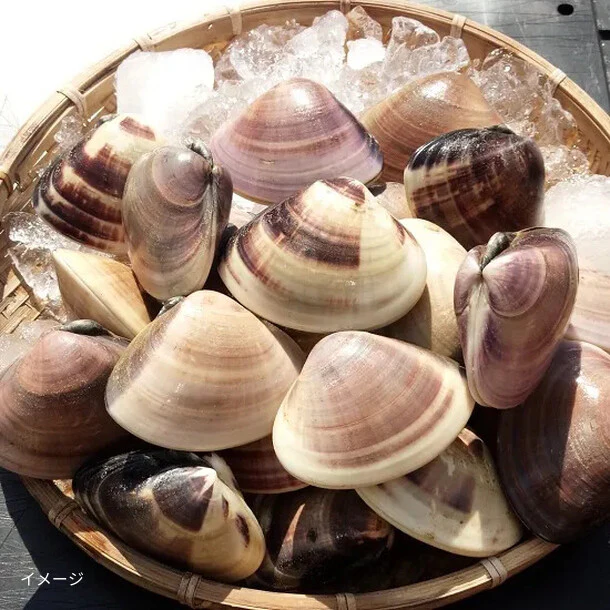 千葉県産「活はまぐり（砂ぬき済）」2kg