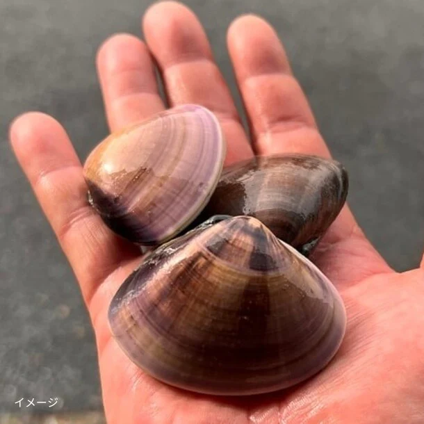 千葉県産「活はまぐり（砂ぬき済）」2kg - Image 2