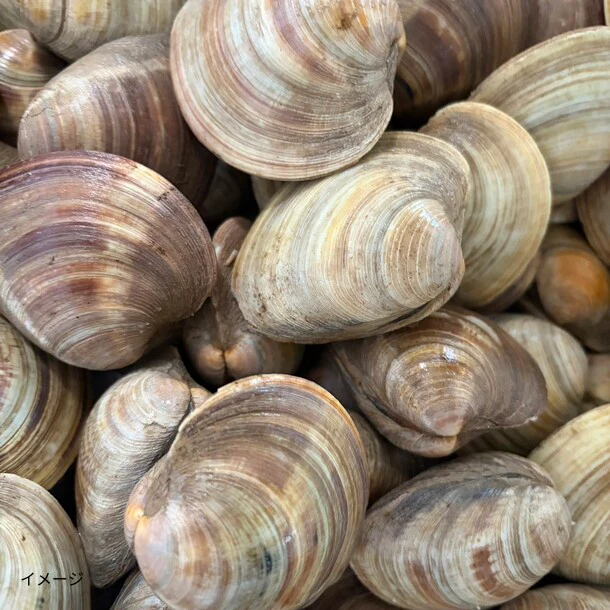 千葉県産「活ホンビノス貝(砂抜き済)」2kg - Image 2