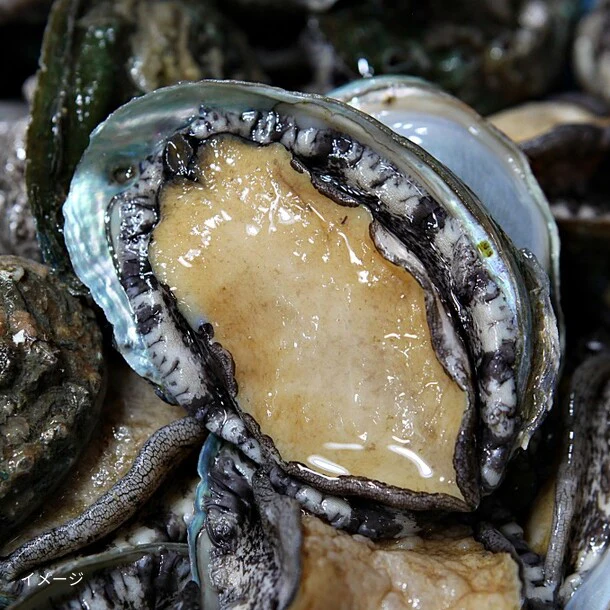 韓国産「活蝦夷アワビ」1kg - Image 2