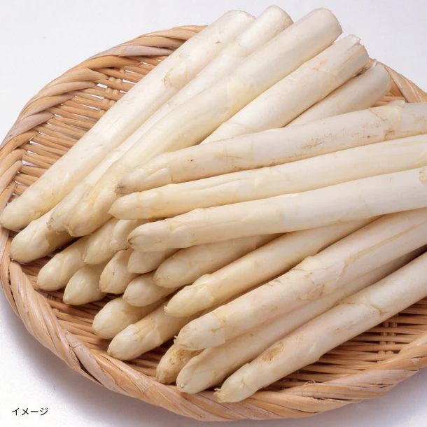 北海道産「ホワイトアスパラガス」500g - Image 2