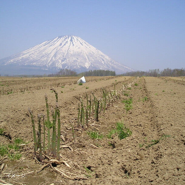 北海道産「グリーン＆ホワイトアスパラセット Lサイズ」500g - Image 7